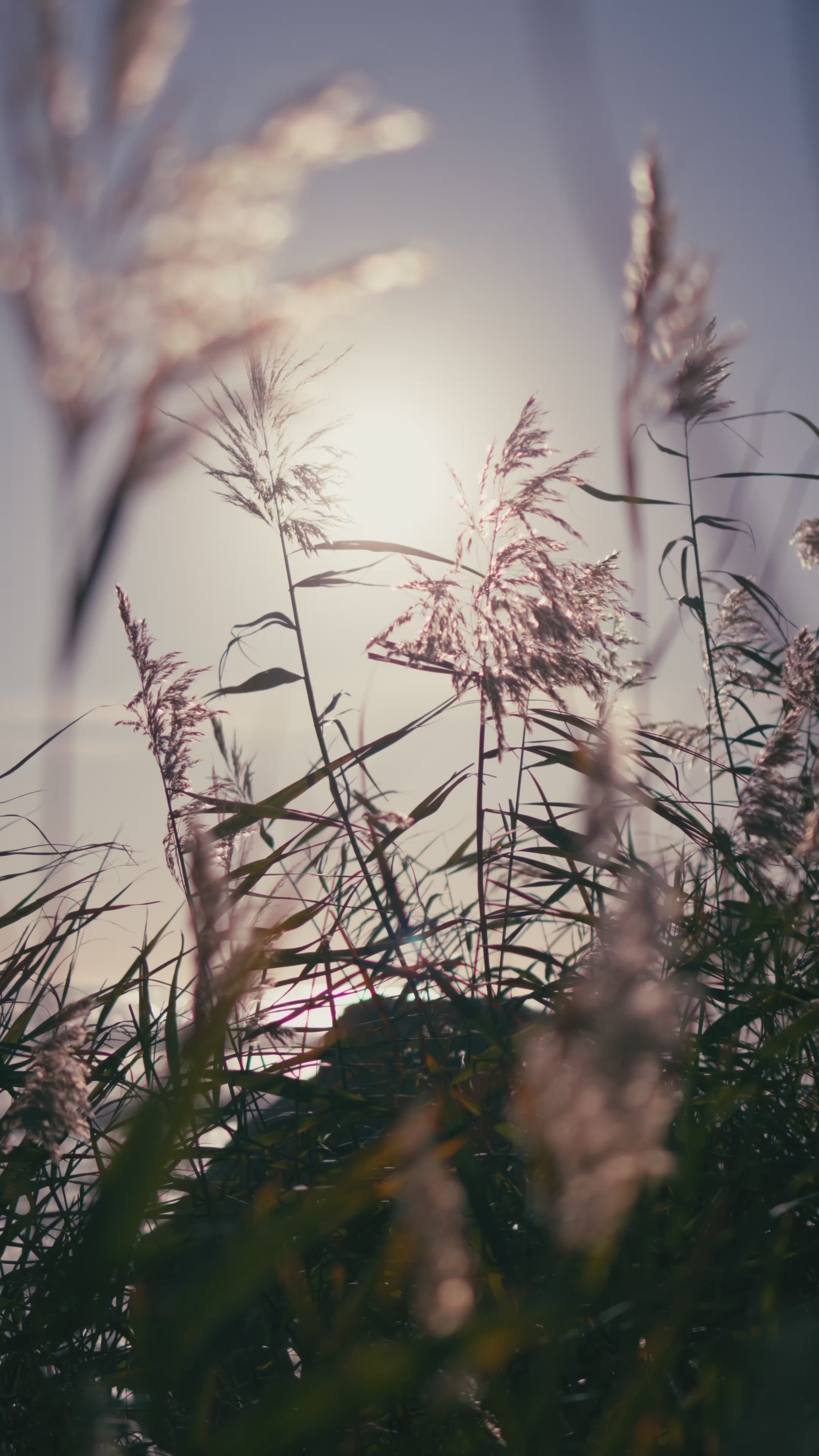 Alba FSC® Certified Viscose Dress - Maja Rose